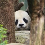 Panda bear in zoo